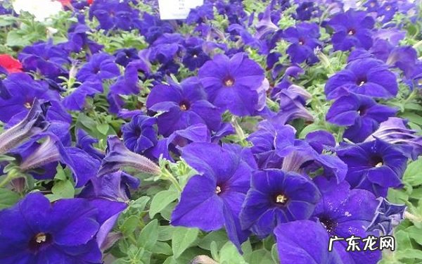 花朵的四个作用有哪些用处