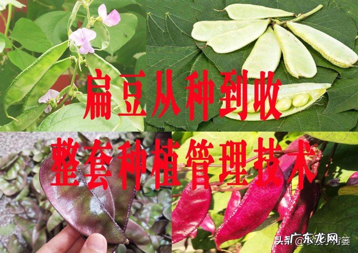 扁豆种植和管理技术讲解,掌握扁豆播种技巧和播种密度有哪些方法?