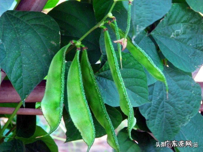 扁豆种植和管理技术讲解,掌握扁豆播种技巧和播种密度有哪些方法?