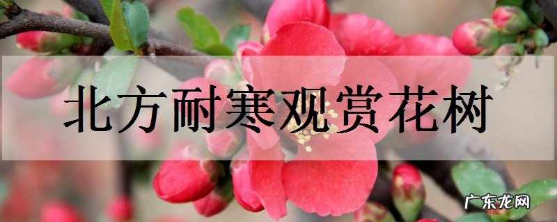 北方耐寒观赏花树有哪些