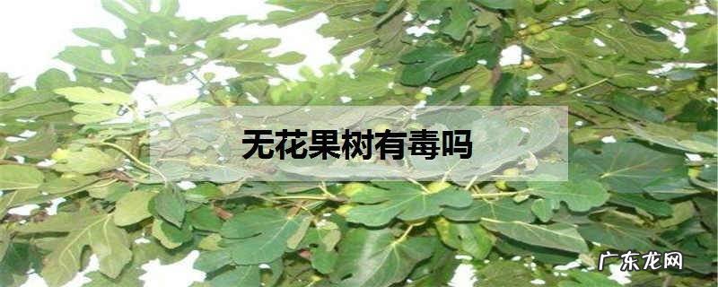无花果树有毒吗如何养殖无花果树