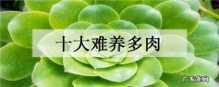十大难养多肉哪种多肉最难养