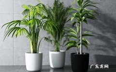 大植物如何巧妙换盆三步轻松搞定