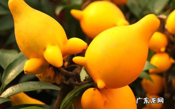 秋天观果类植物有哪些