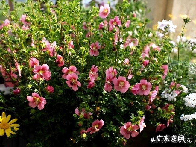 新手养木槿的5个关键点 小木槿的养殖方法和注意事项有哪些