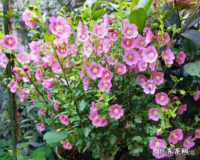 新手养木槿的5个关键点 小木槿的养殖方法和注意事项有哪些