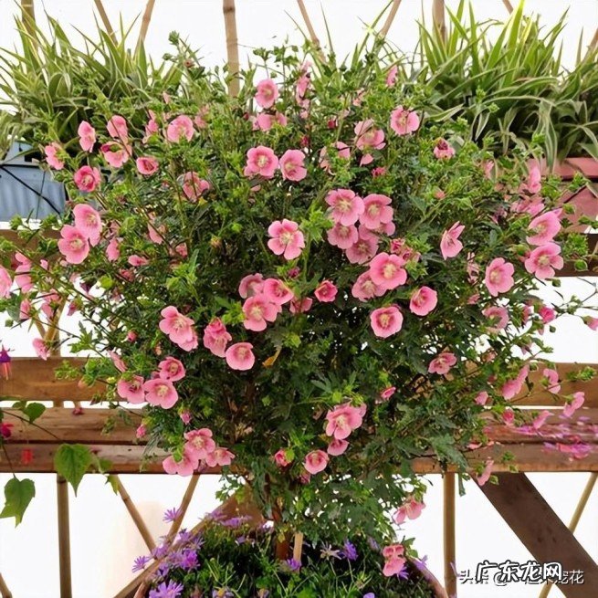 新手养木槿的5个关键点 小木槿的养殖方法和注意事项有哪些