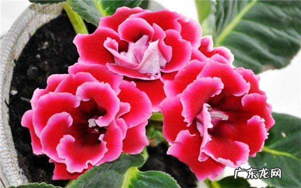 大岩桐不开花怎么处理为什么只长花蕾不开花