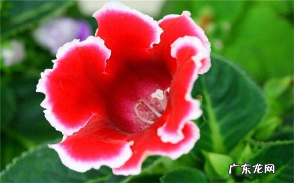 大岩桐不开花怎么处理为什么只长花蕾不开花