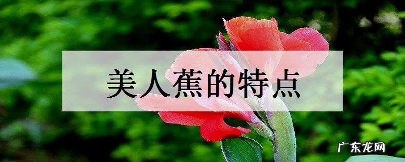 美人蕉的特点生长习性有哪些