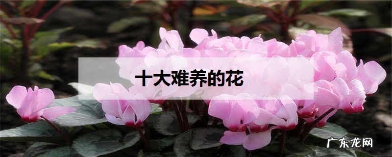十大难养的花哪种花最难养