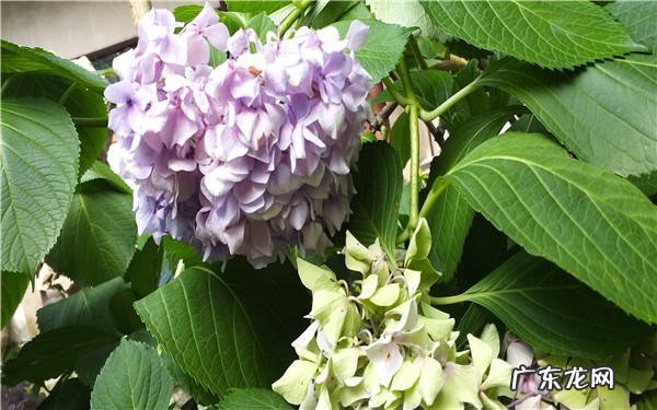 绣球闷根症状有哪些闷根是怎么造成的