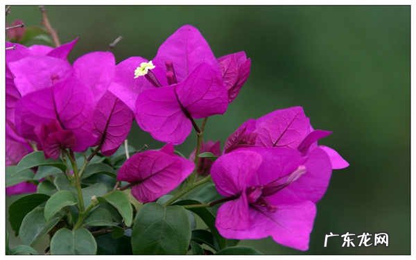 适合冬季阳台种植的5种爬藤植物