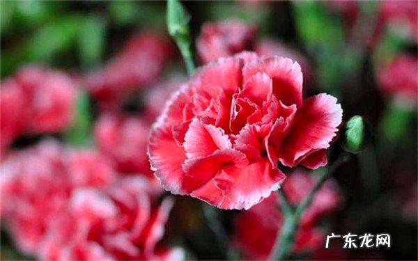 盆栽康乃馨怎么养养殖方法及要点分享