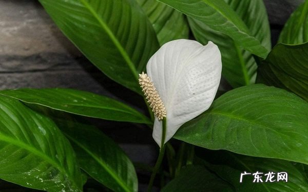 白掌叶子尖像烧焦了是什么原因要怎么解决