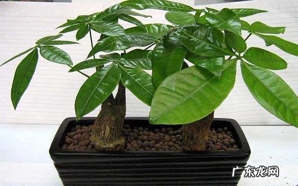 发财树能晒太阳吗长期晒太阳会不会晒死