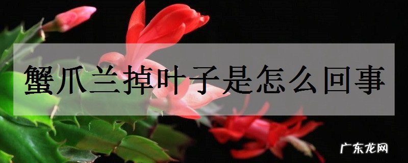蟹爪兰掉叶子是怎么回事