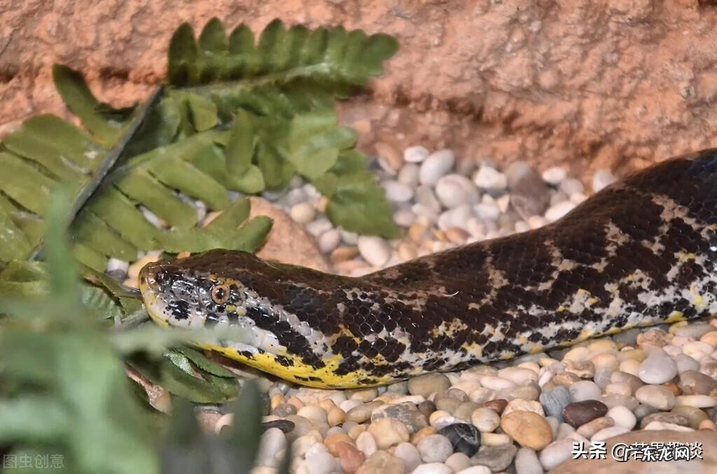 镐怎么读拼音怎么写 镐怎么读什么意思