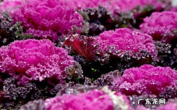 不怕冻的绿植有哪些