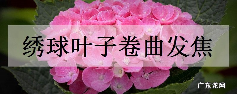 绣球叶子卷曲发焦的原因是什么