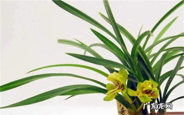 兰花怎么浇水方法是什么