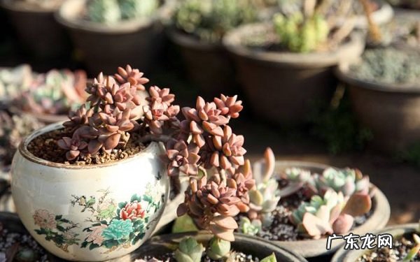 姬胧月多肉好养吗养护要点有哪些