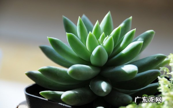 千佛手能晒太阳吗栽培的要点有哪些