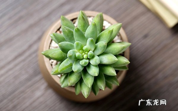 千佛手能晒太阳吗栽培的要点有哪些