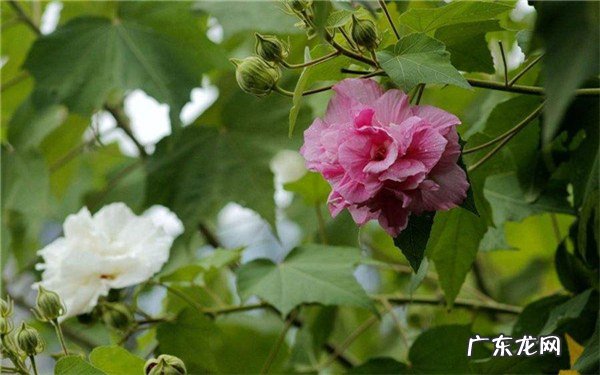 芙蓉花怎样养好养殖方法有哪些