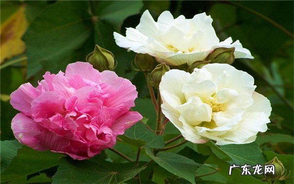 芙蓉花怎样养好养殖方法有哪些