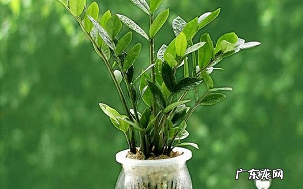 招财树晚上释放氧气吗养殖注意事项