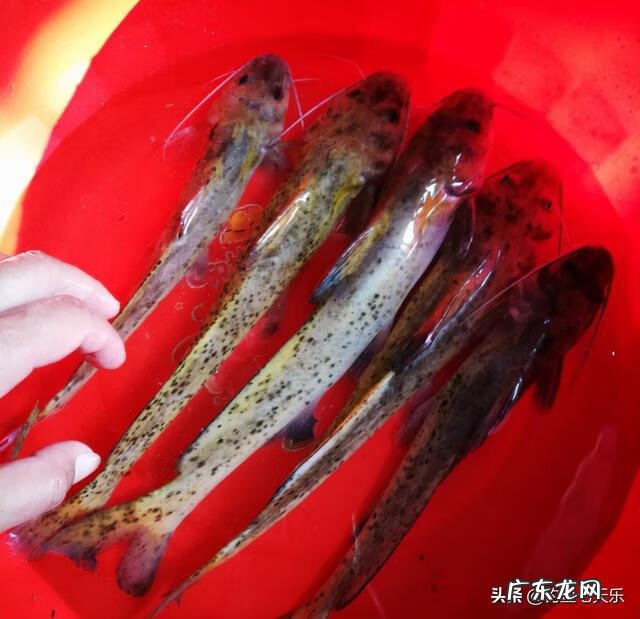 剑鱼是什么鱼 剑鱼是淡水鱼吗