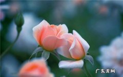 玫瑰花怎么养浇水注意事项有哪些
