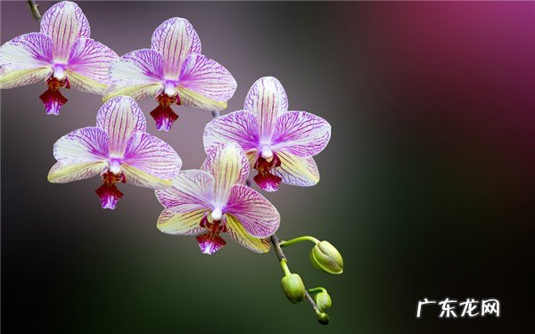 耐阴又容易开花的植物缺乏光照也能开花
