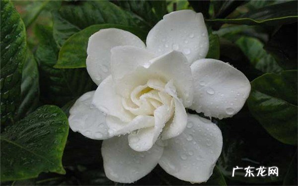 耐阴又容易开花的植物缺乏光照也能开花