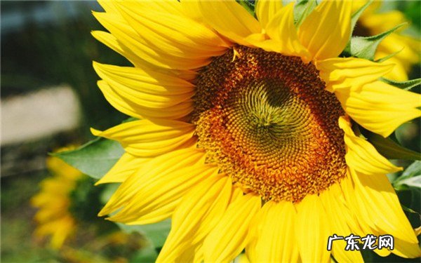 适合强阳光暴晒的植物阳光越充足长的越好