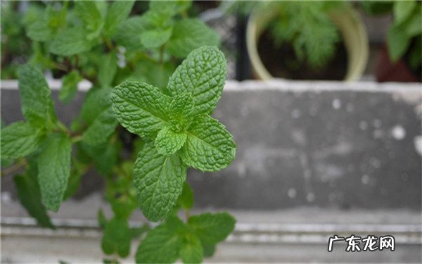 薄荷怎样养殖长得好养殖时有什么注意事项