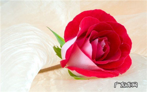 玫瑰花一年开几次花期是几月