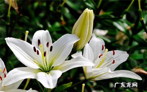 香水百合一年开几次花养殖技巧是什么