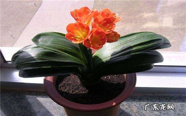 啤酒适合浇什么花用啤酒浇花好处