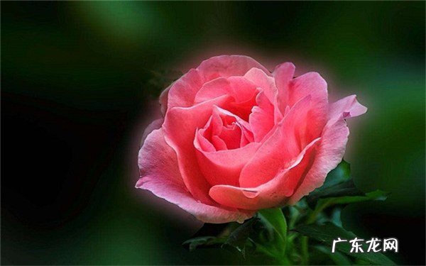 月季施肥过多症状有哪些如何正确施肥