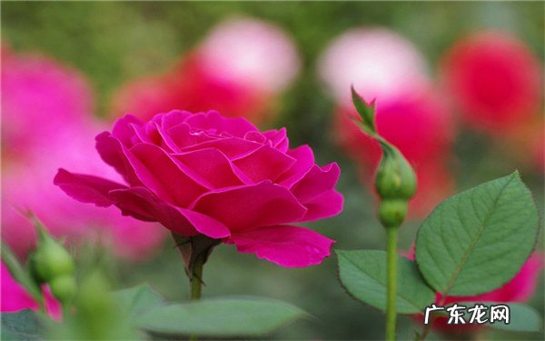 月季施肥过多症状有哪些如何正确施肥