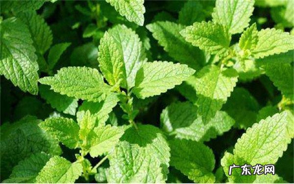 薄荷可以一直水培吗水培注意事项有哪些