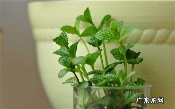 薄荷可以一直水培吗水培注意事项有哪些
