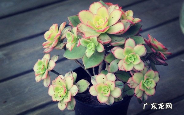 多肉怎么浇水多久浇一次最适合