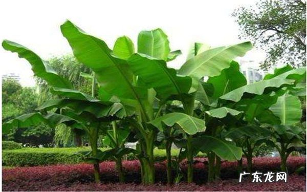 芭蕉可以盆栽吗养殖方法什么