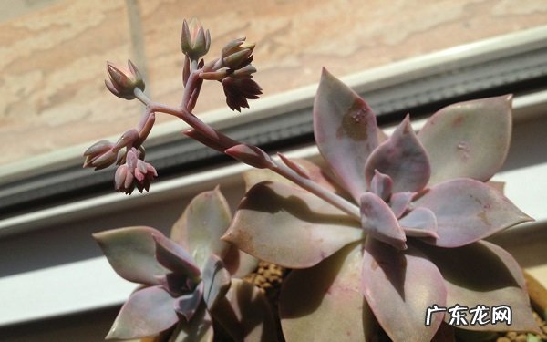 多肉的花剑是什么该怎么处理