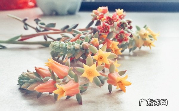 多肉的花剑是什么该怎么处理