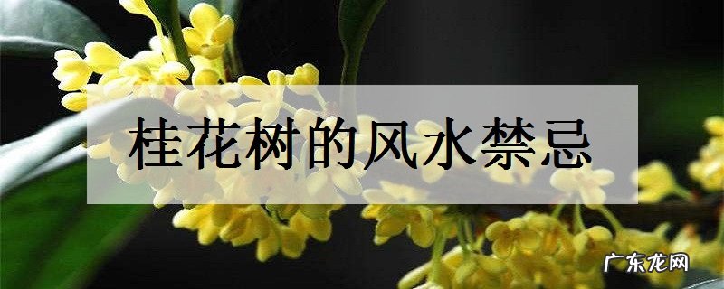 桂花树的风水禁忌不适合种在哪里