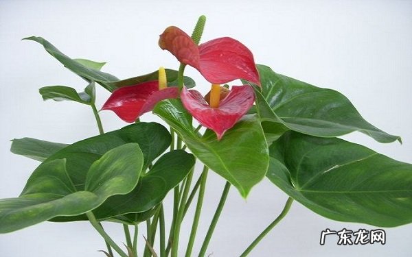 红掌叶子发黄怎么补救如何才能重新绿回来